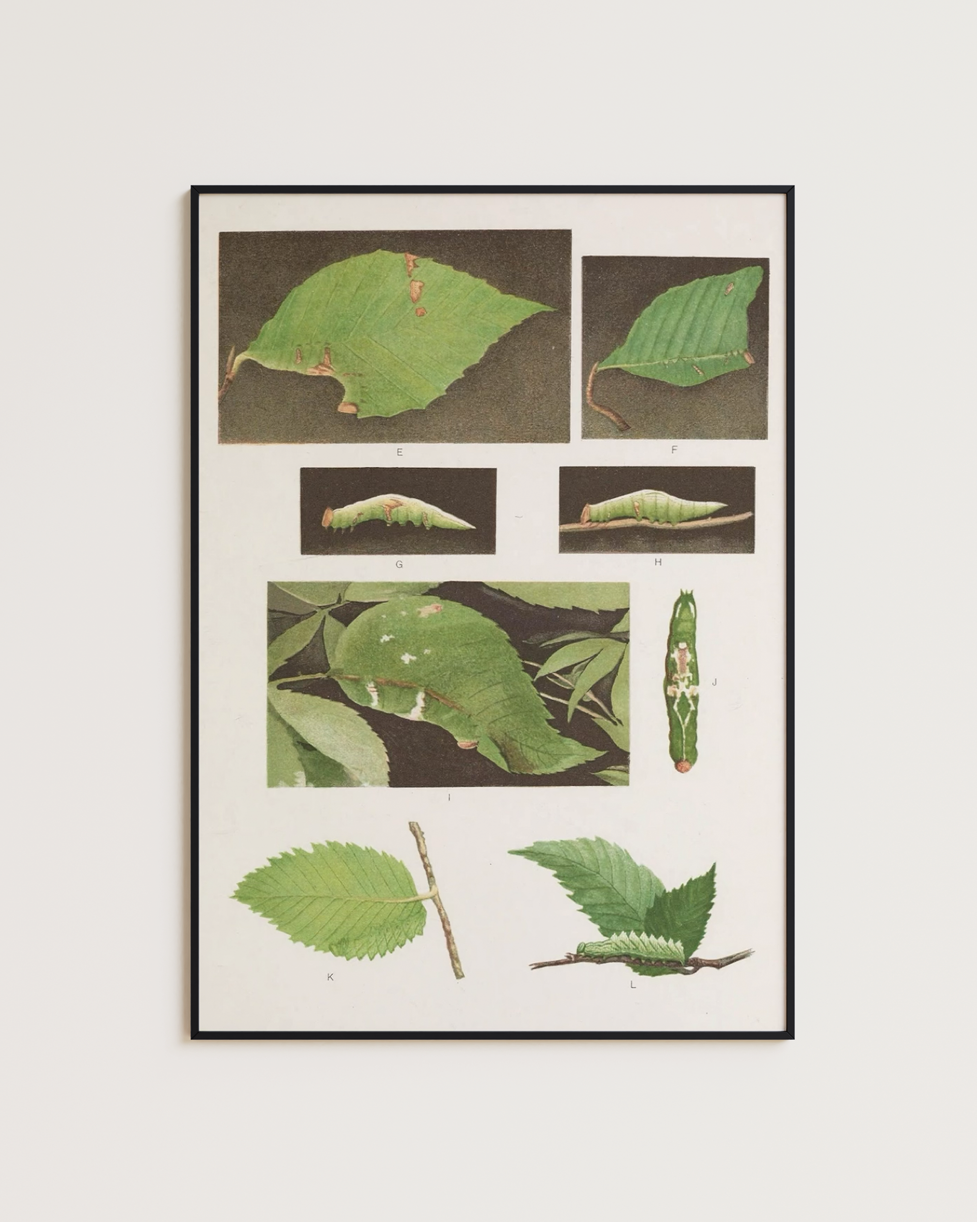 Leaf study