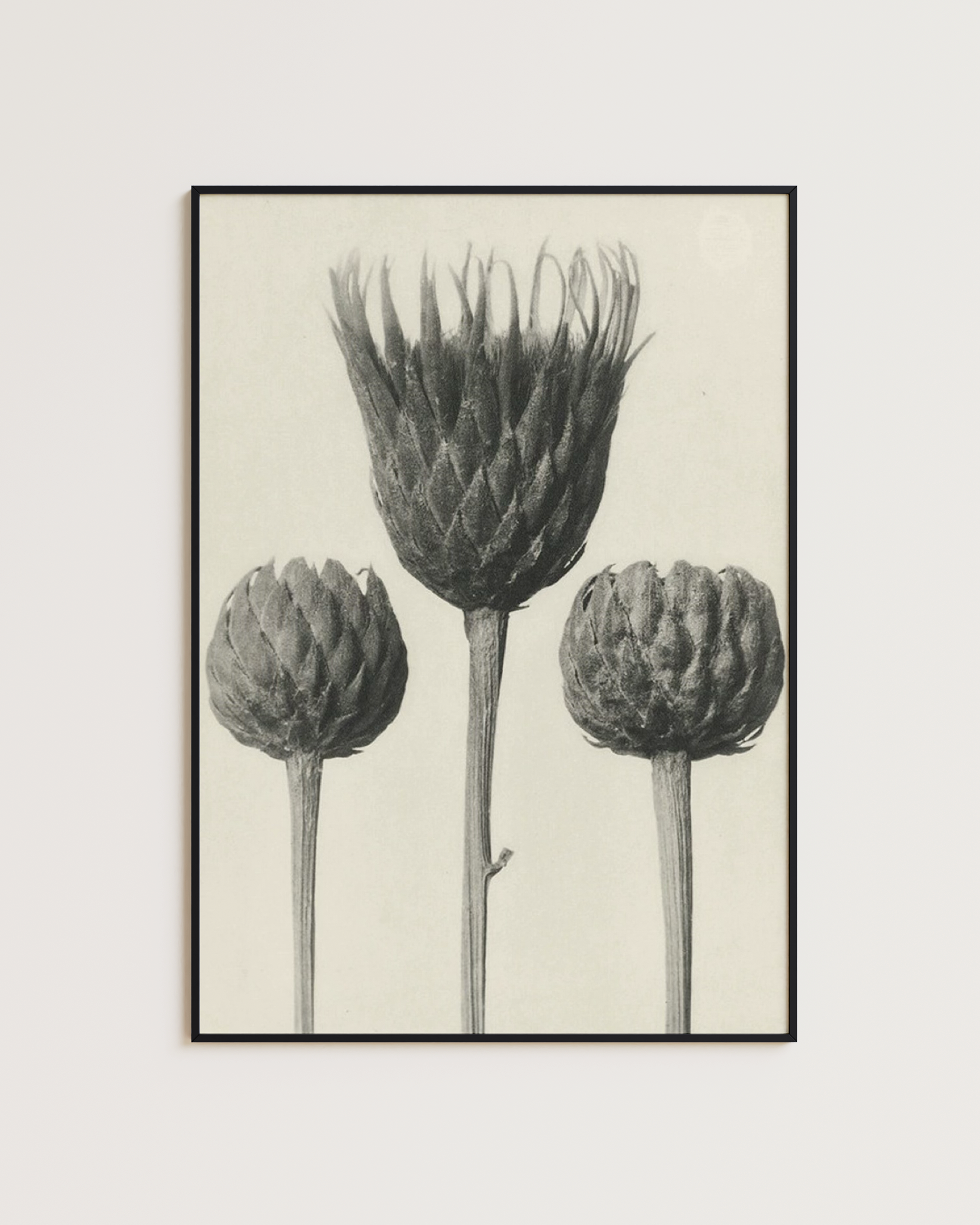 Cynara